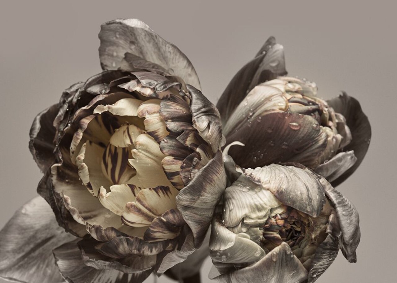 Baroque 4 Poster Print by Design Fabrikken Design Fabrikken - Item # VARPDXMF9690933